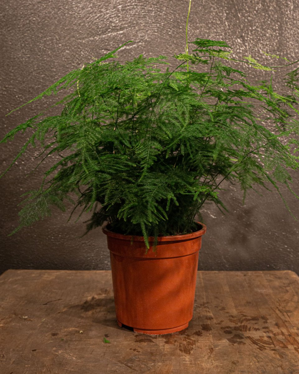 Groene plant -Asparagus- groot