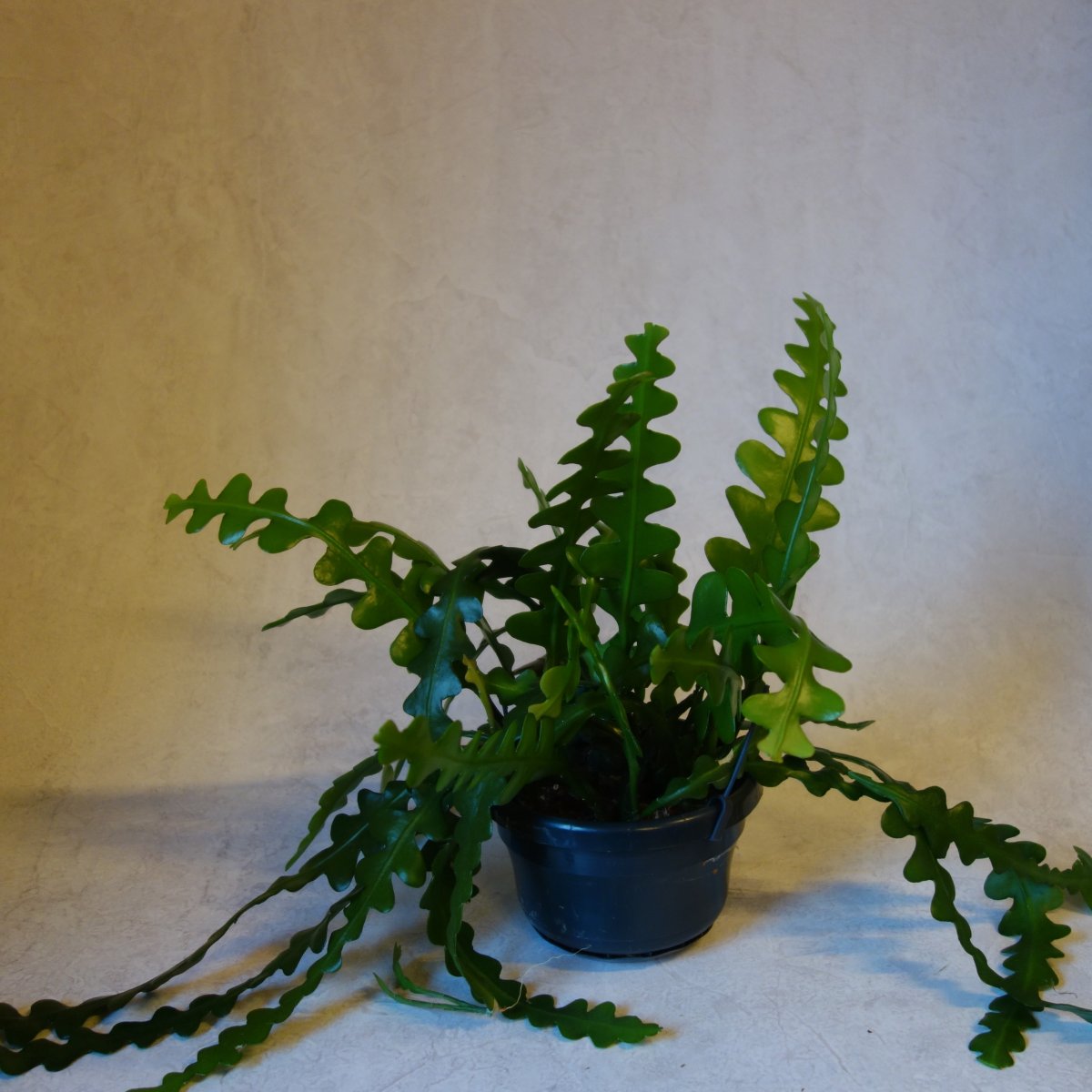 Sterke groene vetplant